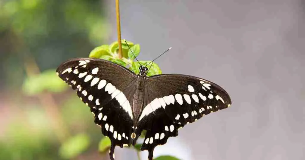 Top 26 Unique Things to do in Phoenix (Best Guide) 6 Butterfly-Wonderland-1024x538