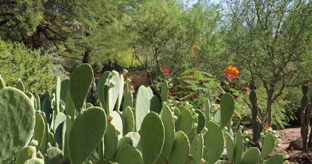 Top 26 Unique Things to do in Phoenix (Best Guide) 1 Desert-Botanical-Gardens-1024x538