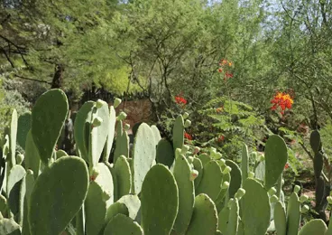 Campervan Rental Phoenix Airport Arizona campervan rental phoenix,campervan rental,campervan rental near me image