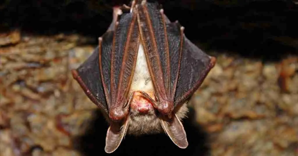 Top 26 Unique Things to do in Phoenix (Best Guide) 5 Phoenix-Bat-Cave-1024x538