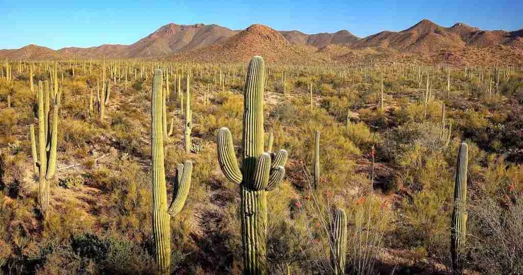 Top 7- The Very Best Camping in Arizona (Ultimate List) 4 Saguaro-National-Park-1024x538