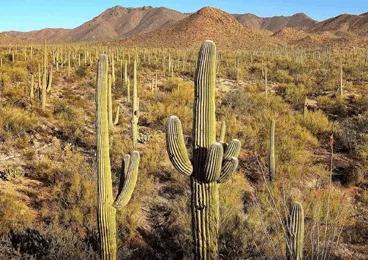 Campervan Rental Phoenix Airport Arizona campervan rental phoenix,campervan rental,campervan rental near me image